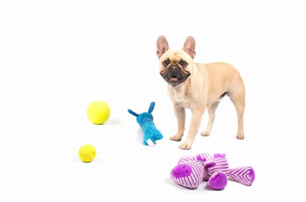 Dog Days Round Up