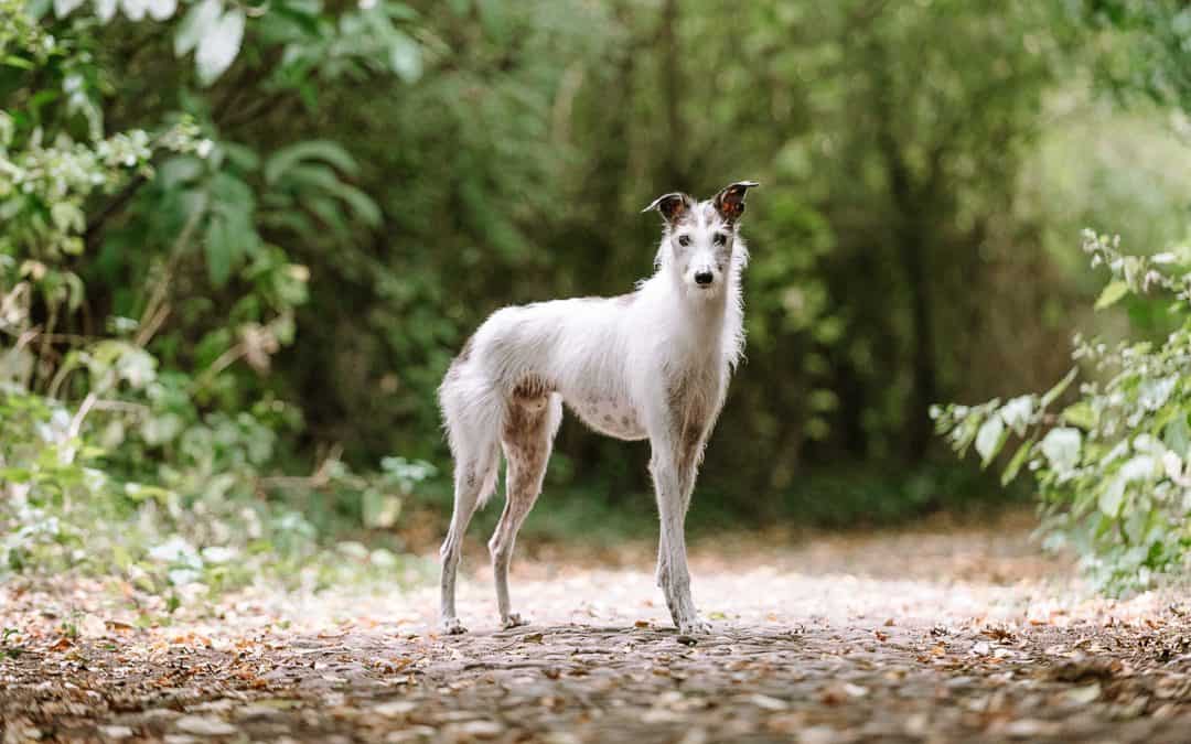 Outdoor Dog Photography Workshop with Elke Vogelsang