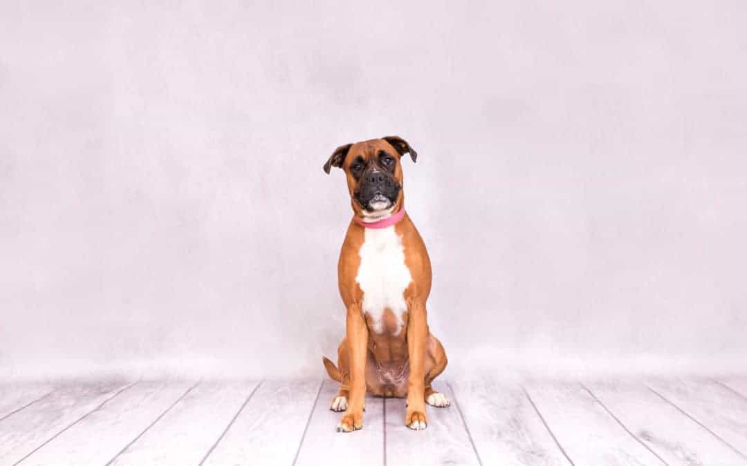 Photographing rescue animals with Wirral Animal Sanctuary