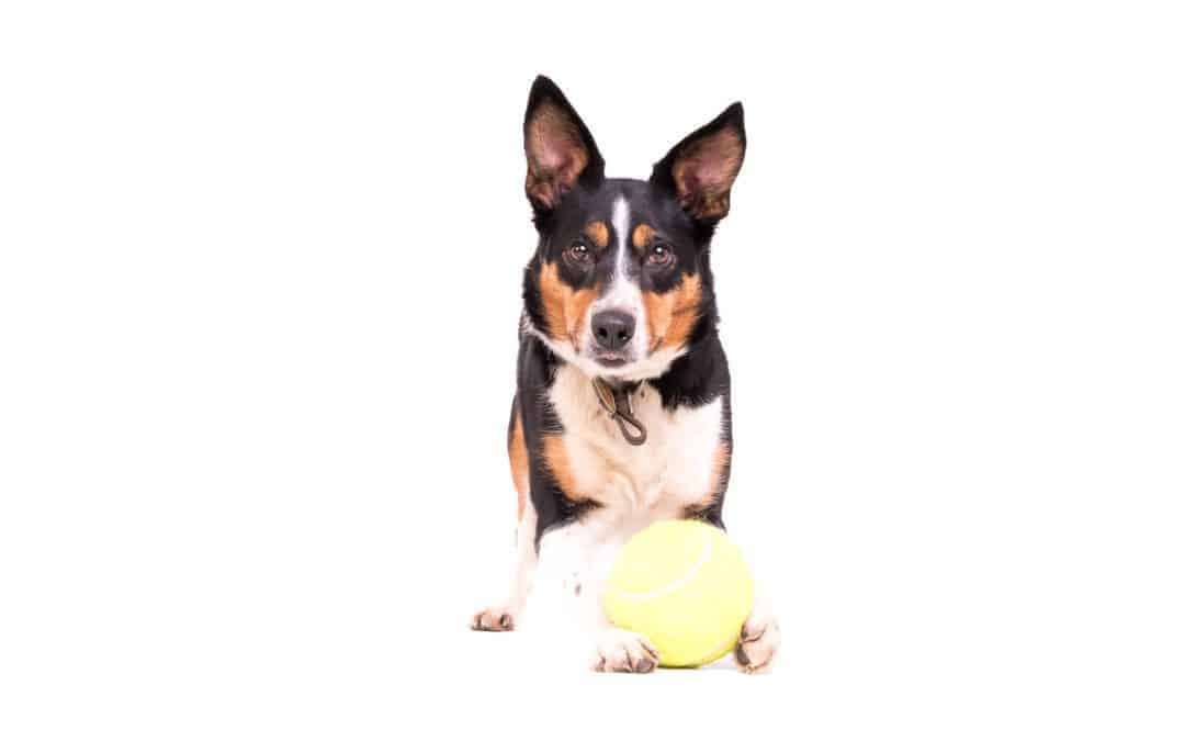 Pet Photography: How to get the best from your Fur Baby