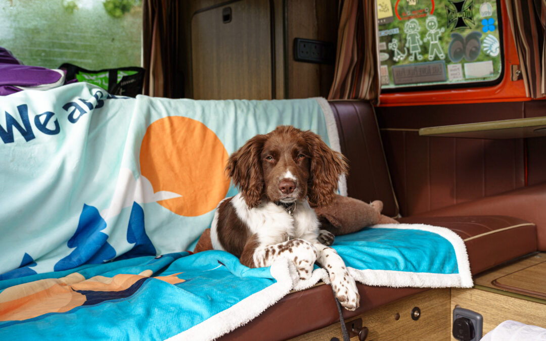 Delamere & Betws y Coed camping trials with Olaf – October, 2023